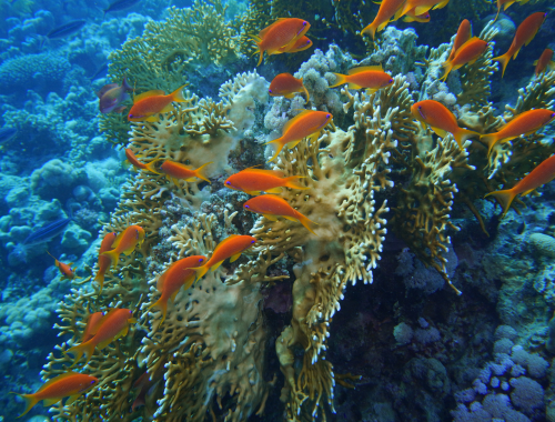 Sharm El Sheikh (Egitto)